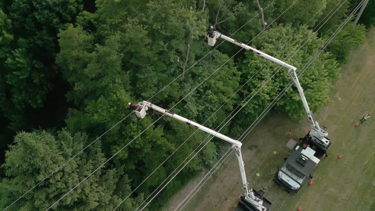 Reliable Perryville, MD Tree Services Solutions